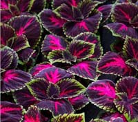 Coleus Kong Red Giant