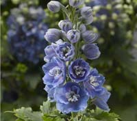 Delphina Light Blue White