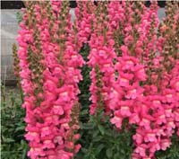 Maryland Rose Snapdragons