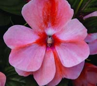 New Guinea Florific Sweet Orange