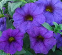 Supercal Blue Petchoa